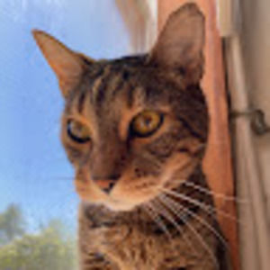 Meet your Posher, Tatum